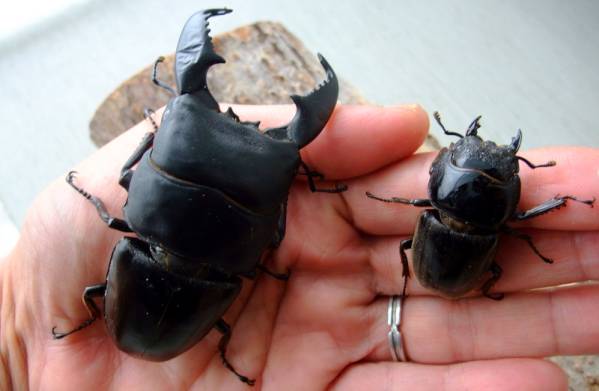 ◆OAKS スマトラ　アチェ成虫　ペア◆