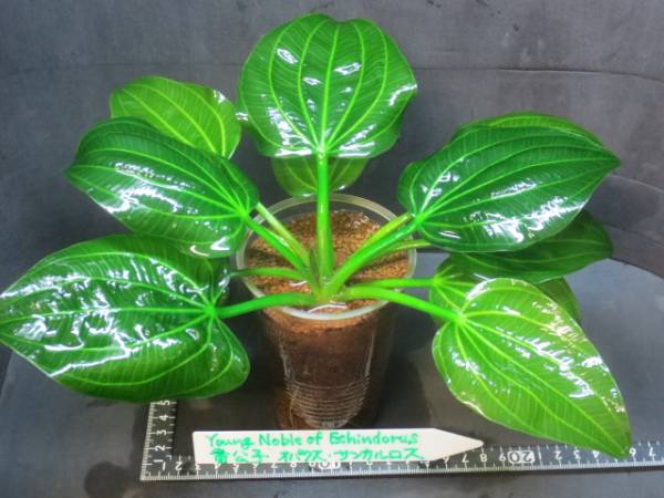 ☆エキスタ☆Ｙoung Ｎoble of Ech サンカルロス【選抜株】