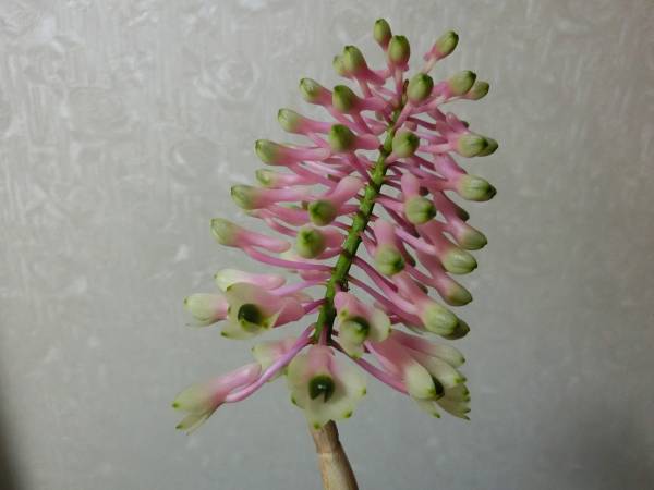 洋蘭原種デンドロDen. smillieae 、開花中、蕾付き