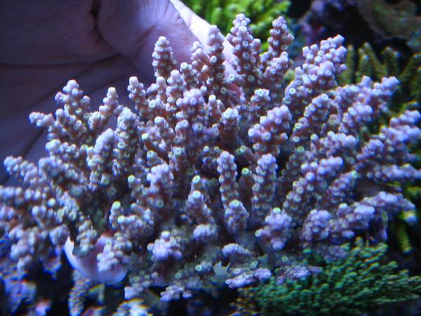 ＊ミドリイシ＊　　テーブル系　グレイパープル　先イエロー