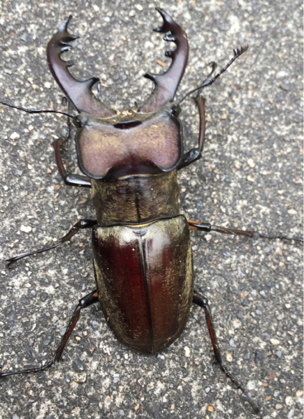 上甑島産】ミヤマクワガタ♂71．5♀42.5野外採集品ペア 上甑島産