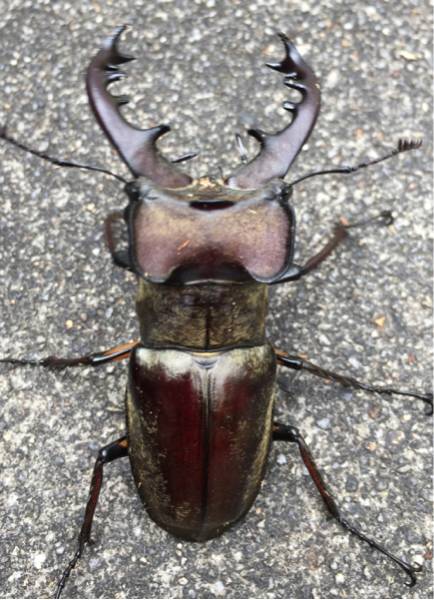 上甑島産】ミヤマクワガタ♂71．5♀42.5野外採集品ペア 上甑島産