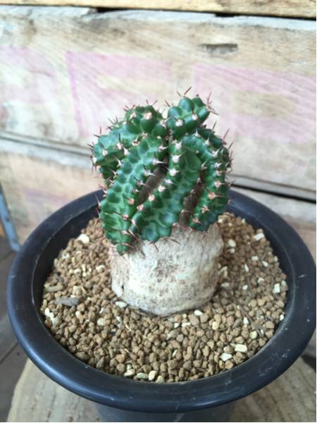 ユーフォルビア 飛竜 Euphoribia stellata