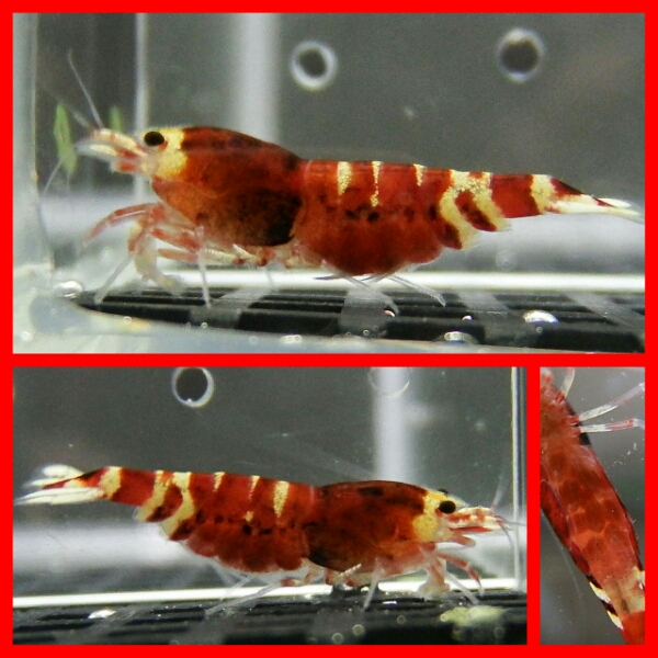 ★ＳＫ★・ナナシーＲＥＤ濃厚黒墨♀＋お供　 ９/１０(土)発送