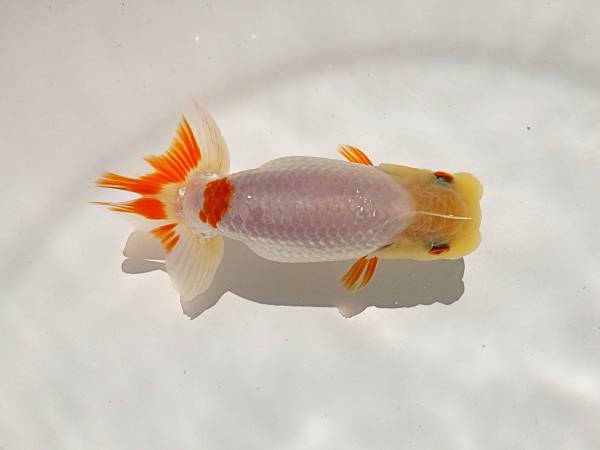 ● 巨匠・水戸O氏作出魚・当歳・研究会用・動画・10.5cm ●F-5●