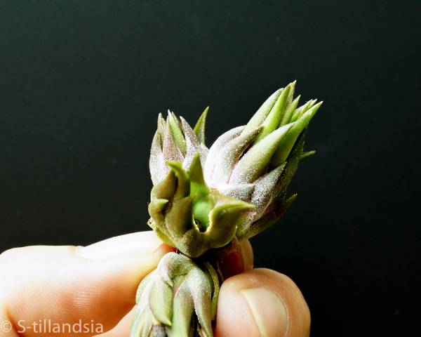 Bromeliads S-Tillandsia Ionantha Apretado チランジア・エアー