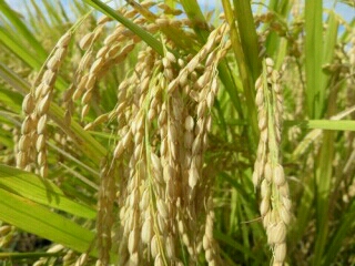 平成２７年産 青森県産 まっしぐら 玄米 ３０キロ 数量限定！