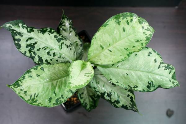 アグラオネマ Aglaonema picutm White-Devil AZ0413-2 美株 観葉植物