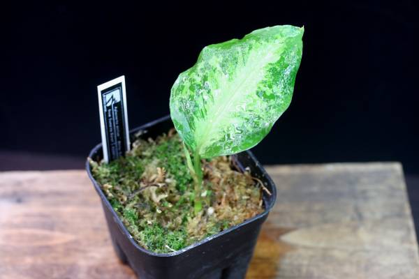 アグラオネマ Aglaonema picutm White-Devil AZ0413-2 美株 観葉植物