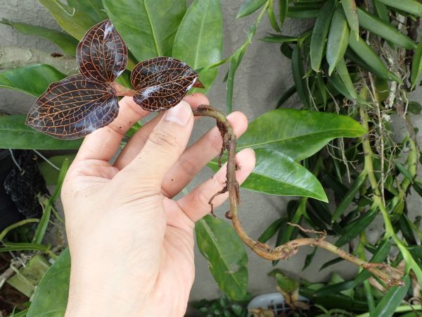 赤いアネクトキルス　１　ジュエルオーキッド・美葉タイプ