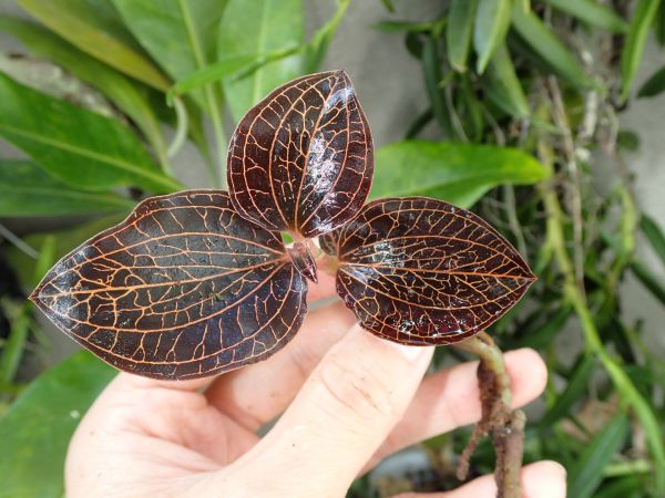 赤いアネクトキルス　１　ジュエルオーキッド・美葉タイプ