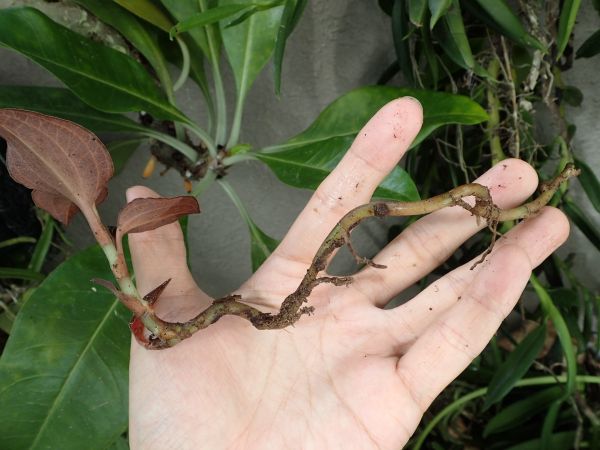 赤いアネクトキルス　１　ジュエルオーキッド・美葉タイプ