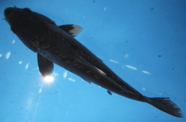 錦鯉夢屋【野池上】ドイツ羽白(平西産)27年産35cm位013-39