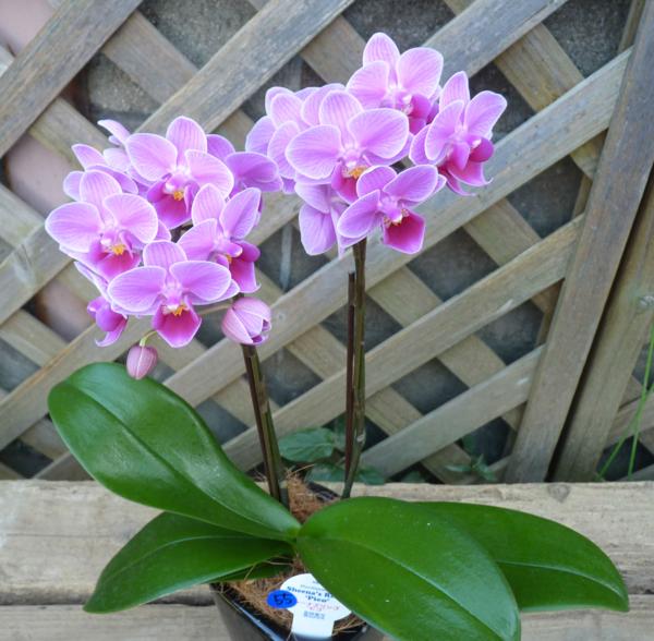 テーブル胡蝶蘭 シーナズリンゴピコ 3号 新入荷 55 ラン 売買されたオークション情報 Yahooの商品情報をアーカイブ公開 オークファン Aucfan Com