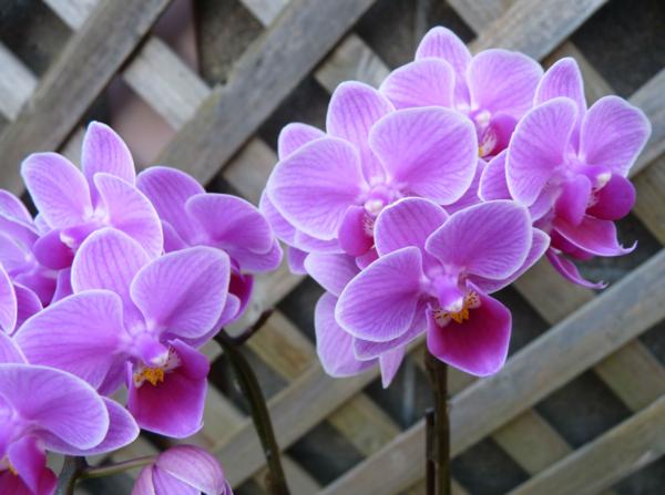 テーブル胡蝶蘭 シーナズリンゴピコ 3号 新入荷 55 ラン 売買されたオークション情報 Yahooの商品情報をアーカイブ公開 オークファン Aucfan Com