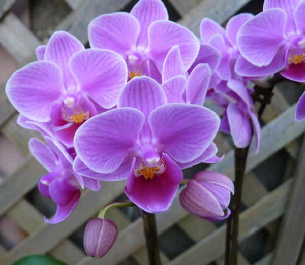 テーブル胡蝶蘭 シーナズリンゴピコ 3号 新入荷 55 ラン 売買されたオークション情報 Yahooの商品情報をアーカイブ公開 オークファン Aucfan Com