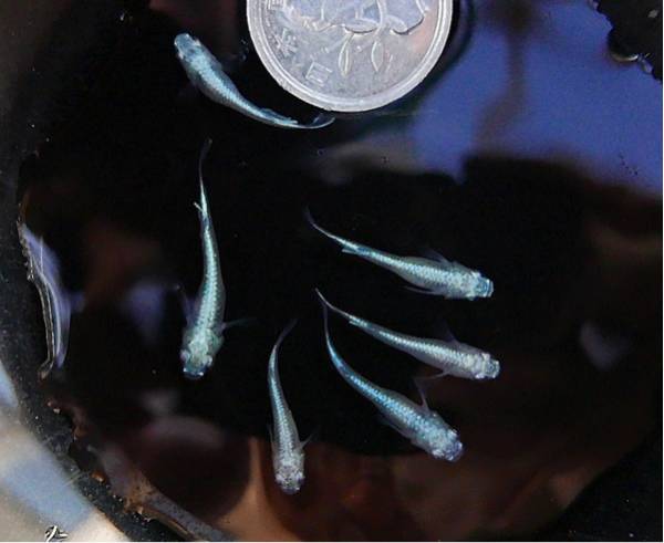 @八風めだか@ 幹之メダカ(青) 鉄仮面 金青ロングフィン系3ペア②