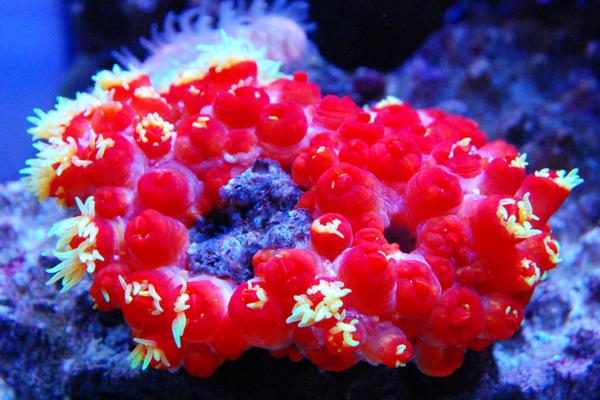 1円スタートサンゴ イボヤギオレンジイエローポリプ 海水魚 売買されたオークション情報 Yahooの商品情報をアーカイブ公開 オークファン Aucfan Com