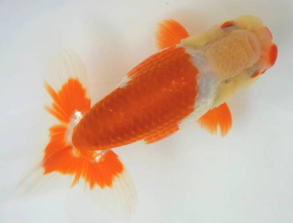 【浜松優良系統Ｈ氏作仔】●10.5ｃｍ・雄・動画●3