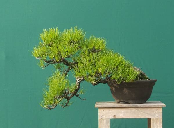 ☆黒松盆栽半懸崖貴風サイズ★