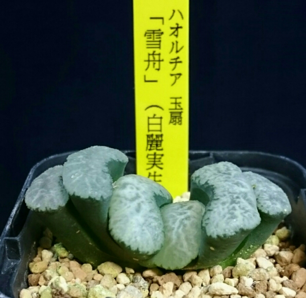 多肉植物　ハオルチア　玉扇　白麗