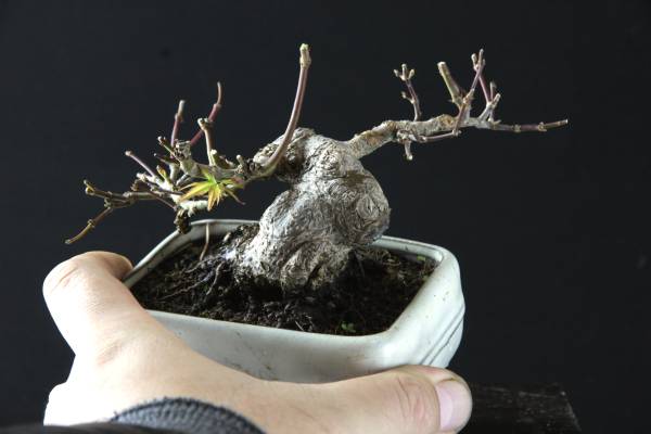 小品 福助 山紅葉／ヤマモミジ 樹高15㎝ 模様 懸崖 根芸 素材 豆盆栽