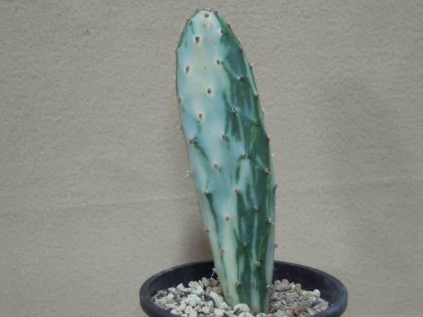 サボテン　ウチワサボテン　うちわサボテン　斑入り　宝剣錦Ｂ