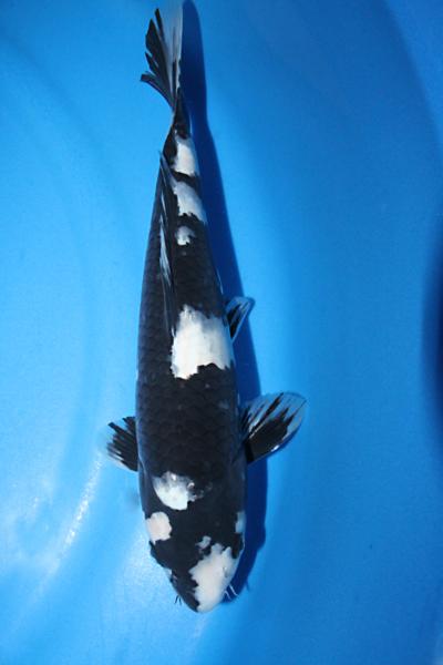 【魚酔】 面迫養鯉場産 白写り 36cm 16-8