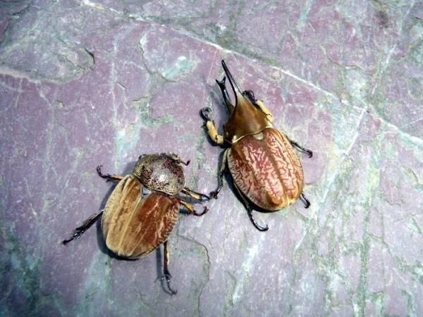 ◆◇ぴかいち！美麗　グランディスコフキカブトペア◇◆NO1