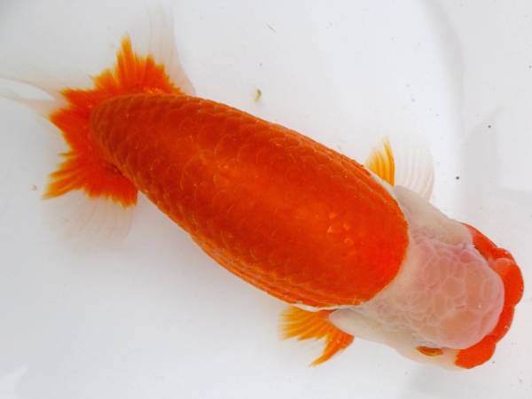 ◆巨匠・鈴木和男氏系統魚・当歳・14cm雄・特上種物◆P-87◆