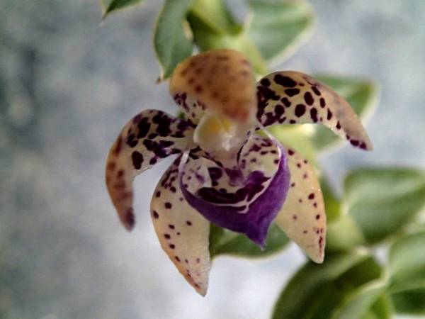 ▲▼ Dichaeaという着生ラン…シダ・観葉・野生ランなど▲