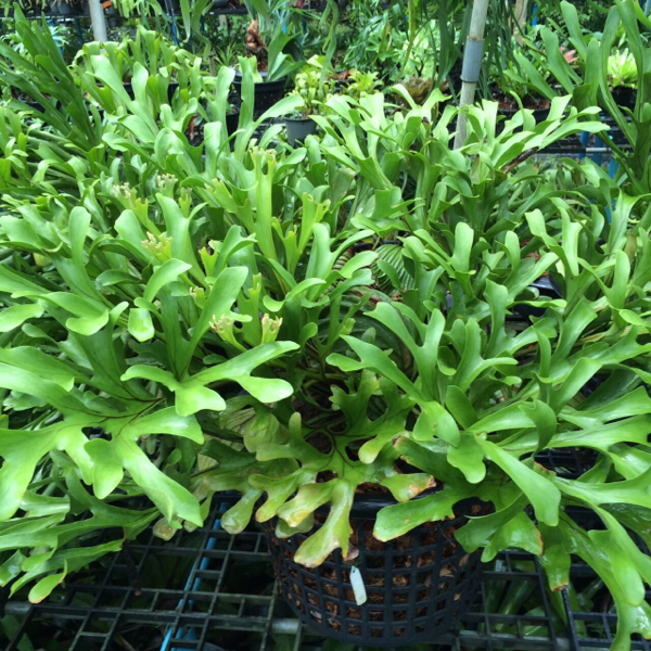 胞子販売 P.ridleyi リドレイ ビカクシダ 人気セール，高品質