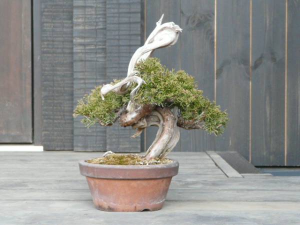真柏 タヌキ 樹高約23cm 【公式通販】