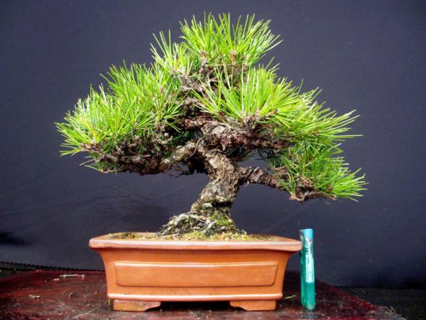 福助　黒松　樹高２６㎝　荒肌模様　貴風樹素材　９Ｂ１６２９３