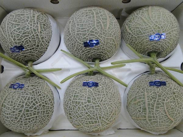 送料無料】高知産マスクメロン6玉入り、7.7kg 食品、飲料 メロン
