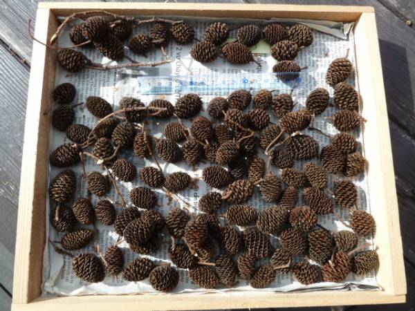 ◎ヤシャブシの実　 100個　手摘み　リース　アレンジ素材⑯_1