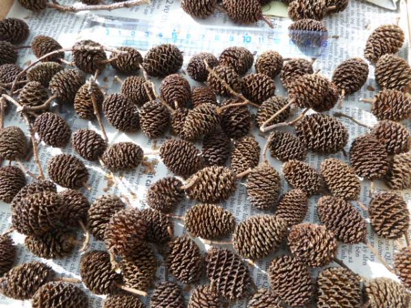 ◎ヤシャブシの実　 100個　手摘み　リース　アレンジ素材⑯_2