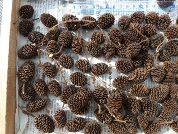 ◎ヤシャブシの実　 100個　手摘み　リース　アレンジ素材⑯_3