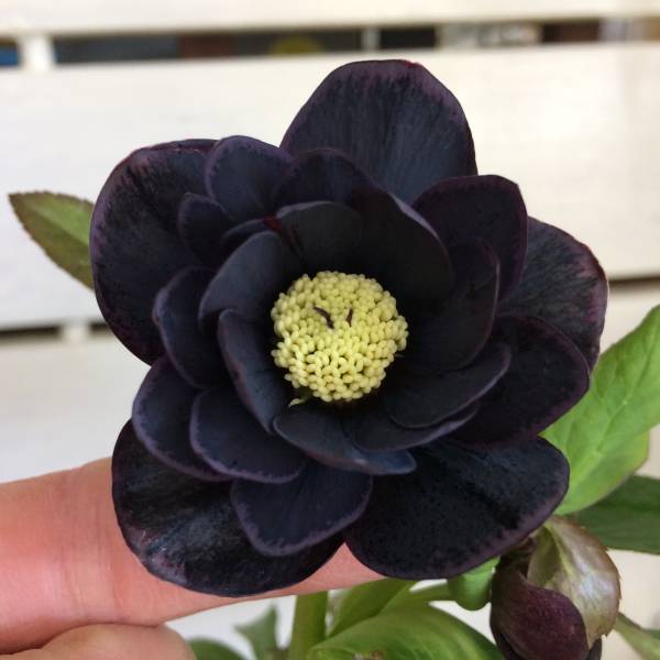 松浦園芸 クリスマスローズダブル ブラックダブル 開花株 花 売買されたオークション情報 Yahooの商品情報をアーカイブ公開 オークファン Aucfan Com