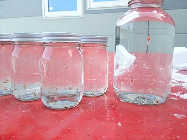 稀少!!クリオネ!!10匹セット☆