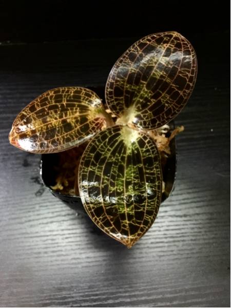 ジュエルオーキッド Dossinia marmorata ボルネオ産