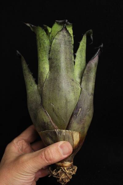 ホヘンベルギア Hohenbergia Leopoldo-Horstii レオポルドホルスティ 優良株 ④