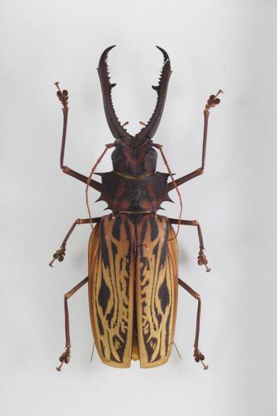 c595741978.1