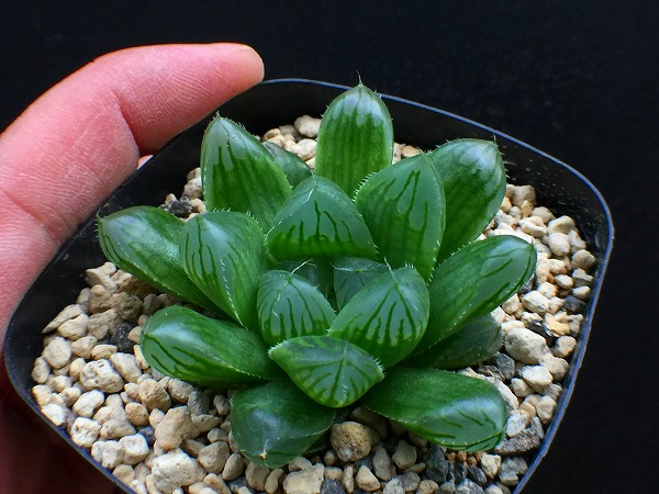 ハオルチア マリン オブツーサhyb 錦 ドドソン 紫オブツーサ 実生 斑はなくても良形のオブツーサ O2 サボテン 売買されたオークション情報 Yahooの商品情報をアーカイブ公開 オークファン Aucfan Com ハオルチア マリン オブツーサhyb 錦 ドドソン 紫オブツーサ 実生 斑はなくても良形のオブツーサ O2 サボテン 売買されたオークション情報 Yahooの商品情報をアーカイブ公開 オークファン Aucfan Com