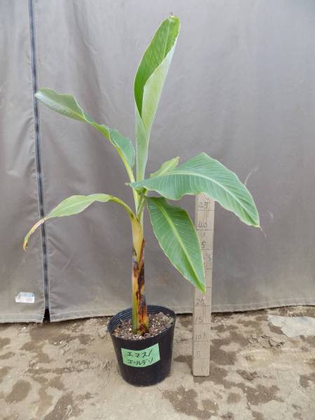 熱帯果樹　バナナ株分苗　★EMASU / ゴールデンBanana★まだまだ知られていない品種（意味合い含む）