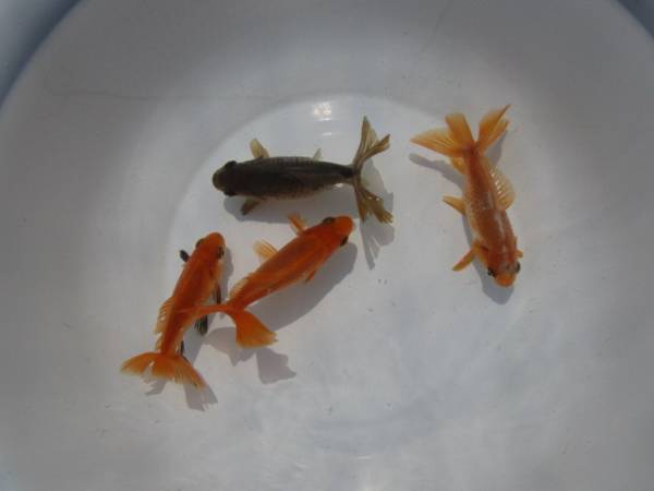 地金（７２） 明２歳魚 　４匹　８，５～９，５ｃｍ前後　　　　　　　　