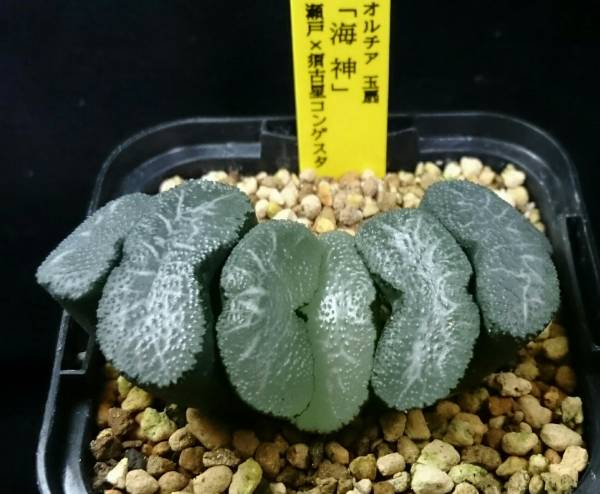 好評につき延長 玉扇 ナイアガラ 海外正規品 Pharmascope Org 好評につき延長 玉扇 ナイアガラ 海外正規品 Pharmascope Org