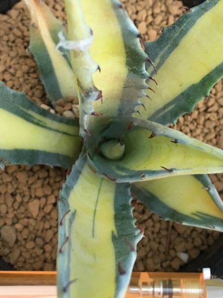 Agave scabra アガベ スカブラ 大株 美株 アガベ スカブラ Agave Agave scabra アガベ スカブラ 大株 美株 アガベ スカブラ Agave