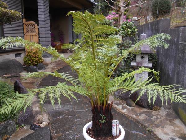 値下げ！ディクソニア アンタルクティカ 千円～希少植物 
