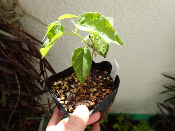 トンキンカズラ ガガイモ科のイエライシャン 香料作物 その他 売買されたオークション情報 Yahooの商品情報をアーカイブ公開 オークファン Aucfan Com